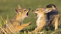 Baby animals Animals jackal