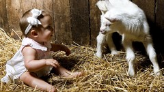 Baby barn lambs baby animals