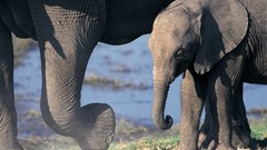 Baby elephant baby animals