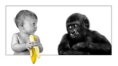 Baby funny bananas monkeys