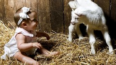 Baby hay lambs baby animals