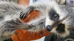 Baby raccoon give me