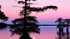 Bald cyprus Trees reelfoot