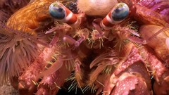 Bali Indonesia crustacean