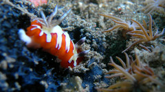 Bali Japanese wreck mollusk