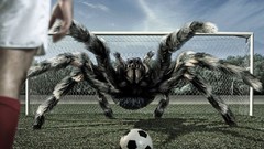 Balls spiders gate soccer football ball