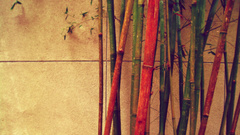 Bamboo
