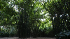 Bamboo Chengdu Sichuan province