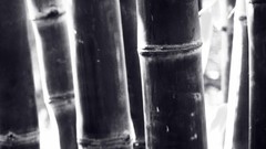 Bamboo negative