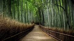 bamboo path dirt road forest nature Trees Plants