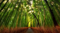 Bamboo paths forests Trey Ratcliff