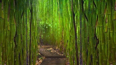 Bamboo paths trail Asia