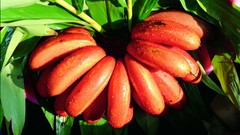 Bananas colors Vitamins fruits fresh strong