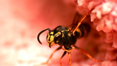 Bang insect waspdead wasp