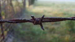 Barbed wire