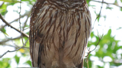 Barred owl high bird