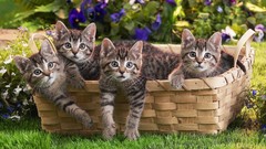 Baskets cats Animals