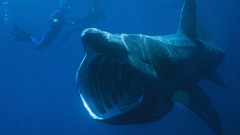 Basking Shark