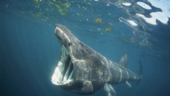 Basking sharkat least postdecent