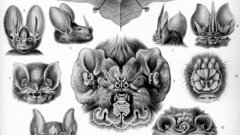 Bat diagram haeckel chiroptera