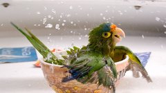 Bathing funny Parrots national