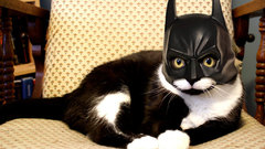 Batman cats masks
