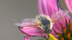 Battle in The backyard