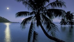 Bay moonlight French Polynesia Moorea