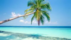 Beaches ocean palm trees