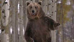 Bear two legs Animals