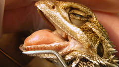 Bearded dragon
