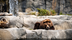 Bears Animals zoo sleep