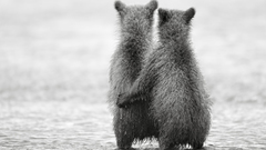 Bears baby animals water