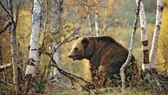 Bears brown birch forests