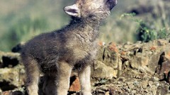Beasts wolf cub