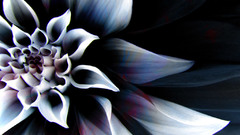 Beautiful The enigmatic flo