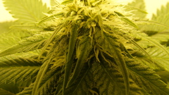 Beautiful The was nice only though