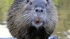 Beaver Bieber means in