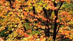 Beech tree in autumn