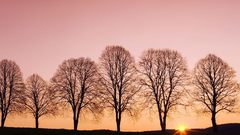 Beech Trees at sunrise