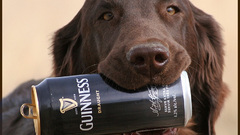 Beers Animals chocolate Dogs