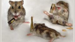 Beers hamsters drunk Rats