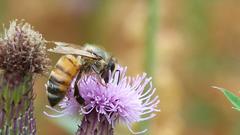 Bees bee flower Flowers