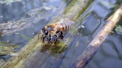 Bees hymenopthera