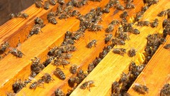 Bees insects hymenopthera