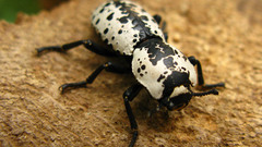 Beetle Bug scarafaggio insect