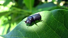 Beetle insects bugs rino