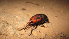 Beetles Animals insects