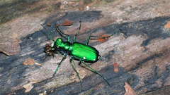 Beetles iridescence