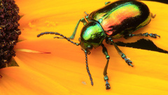 Beetles iridescence